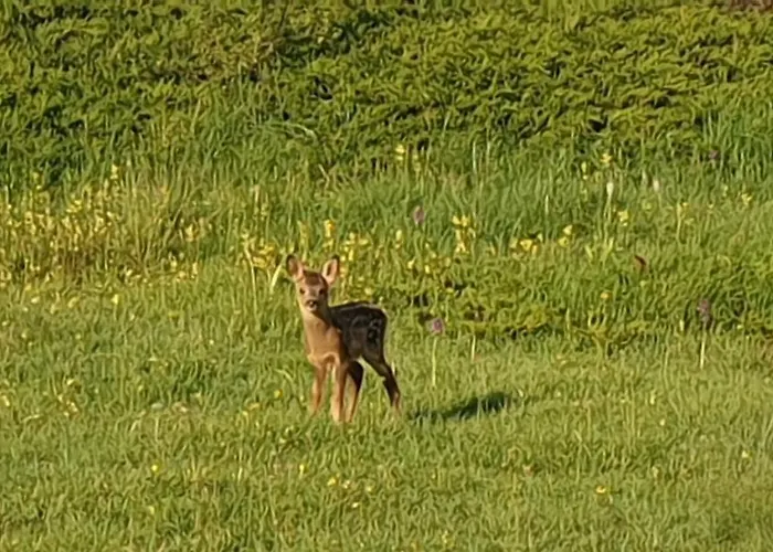 Hébergement de vacances Carmen Luna *