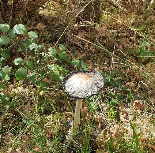 Carmen Luna Casa de Férias *